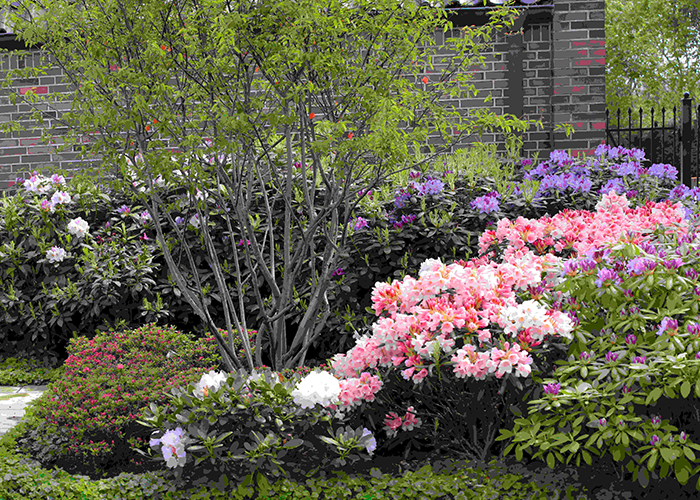 Blühende Rhododendren im Garten Bunte Rhododendren in verschiedenen Farben, darunter Rosa, Lila und Weiß, in einem Garten angeordnet.