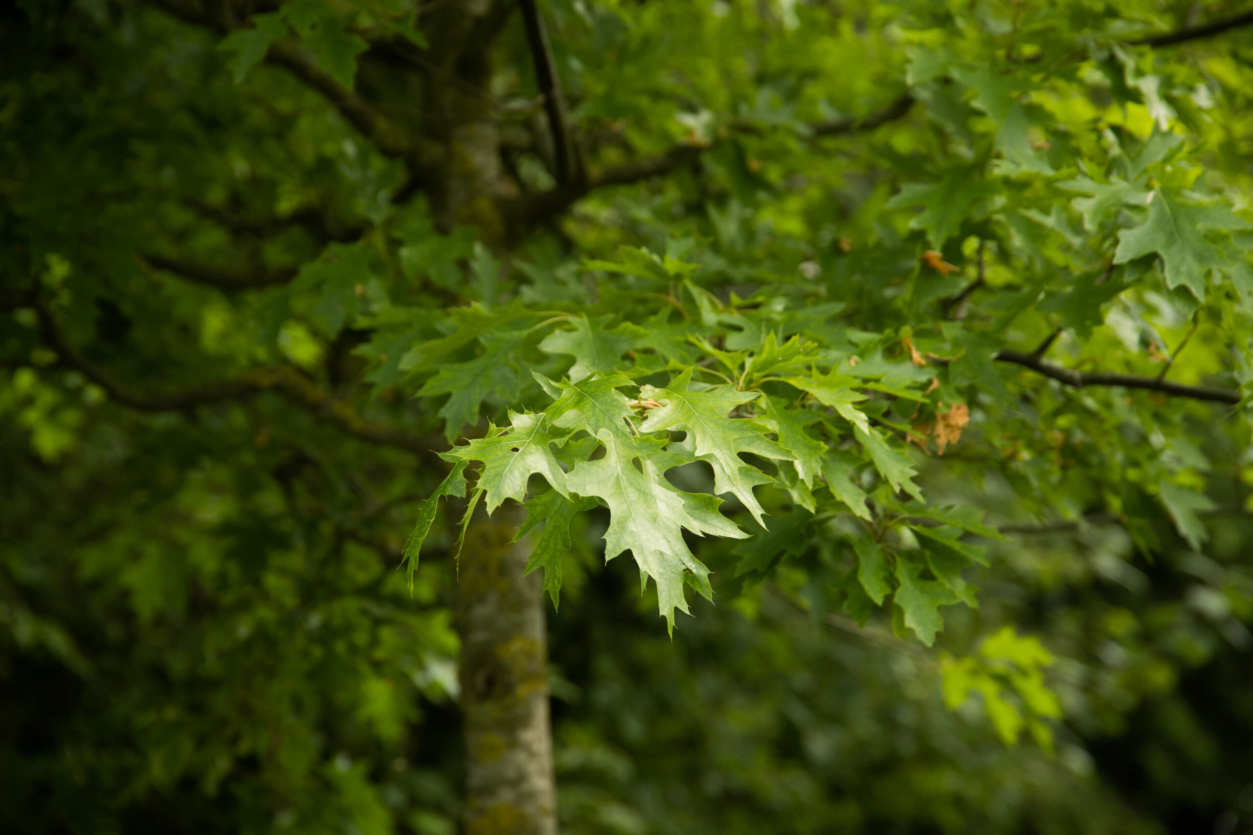 Grüne Blätter eines Baumes Grüne Blätter eines Baumes mit gezackten Kanten, die in der Natur wachsen.