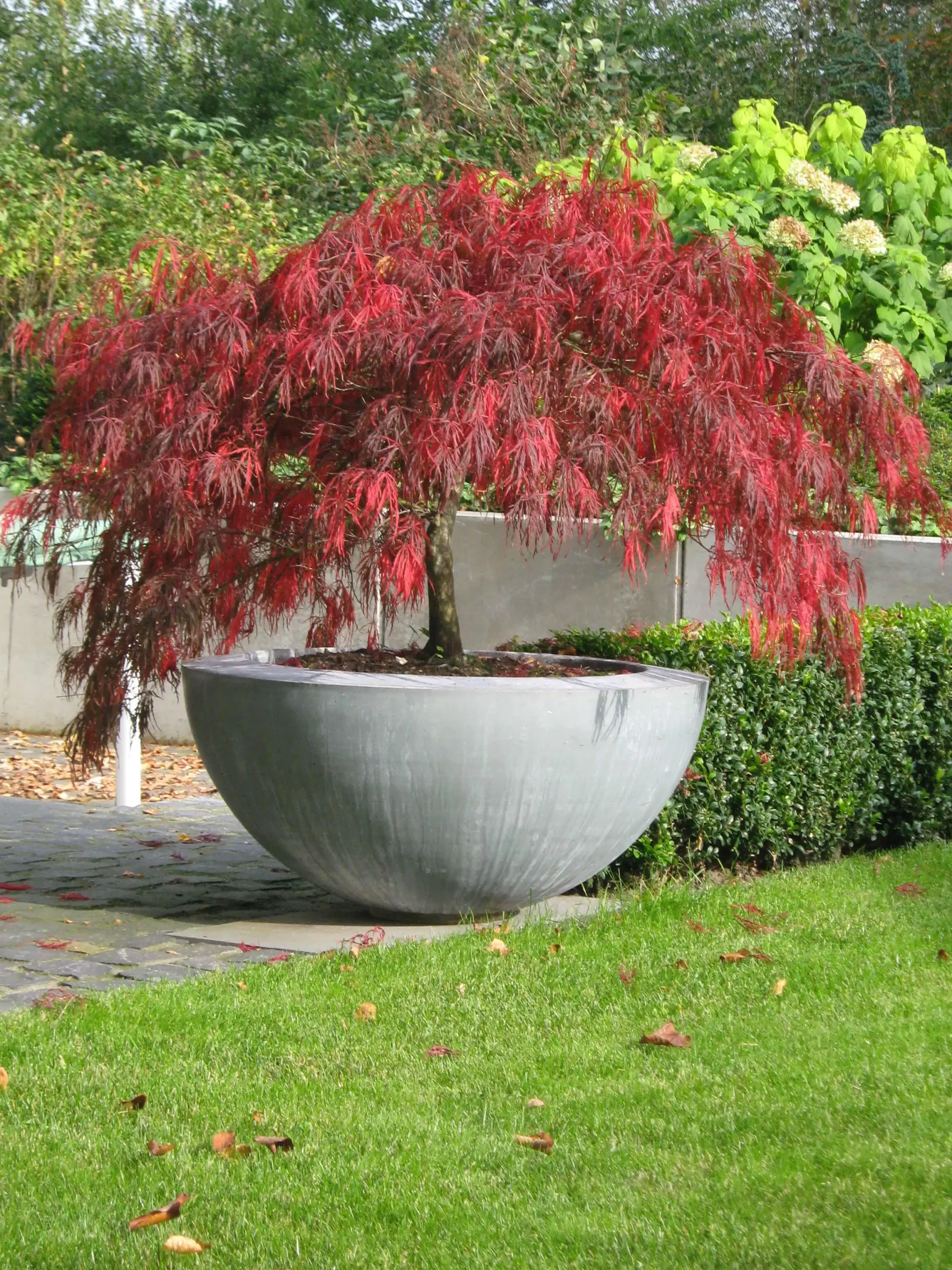 Roter Ahornbaum in einem runden, grauen Pflanzgefäß im Garten.