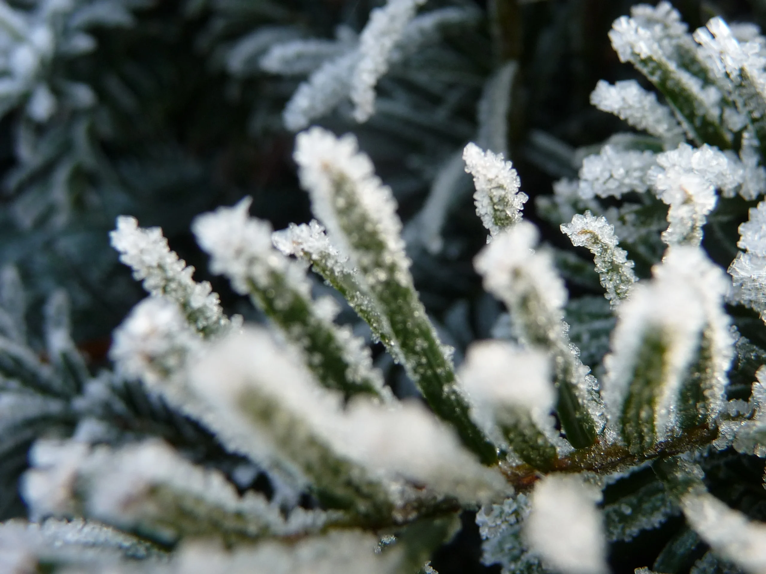 Nahaufnahme von frostüberzogenen Blättern mit Eiskristallen auf den Spitzen.