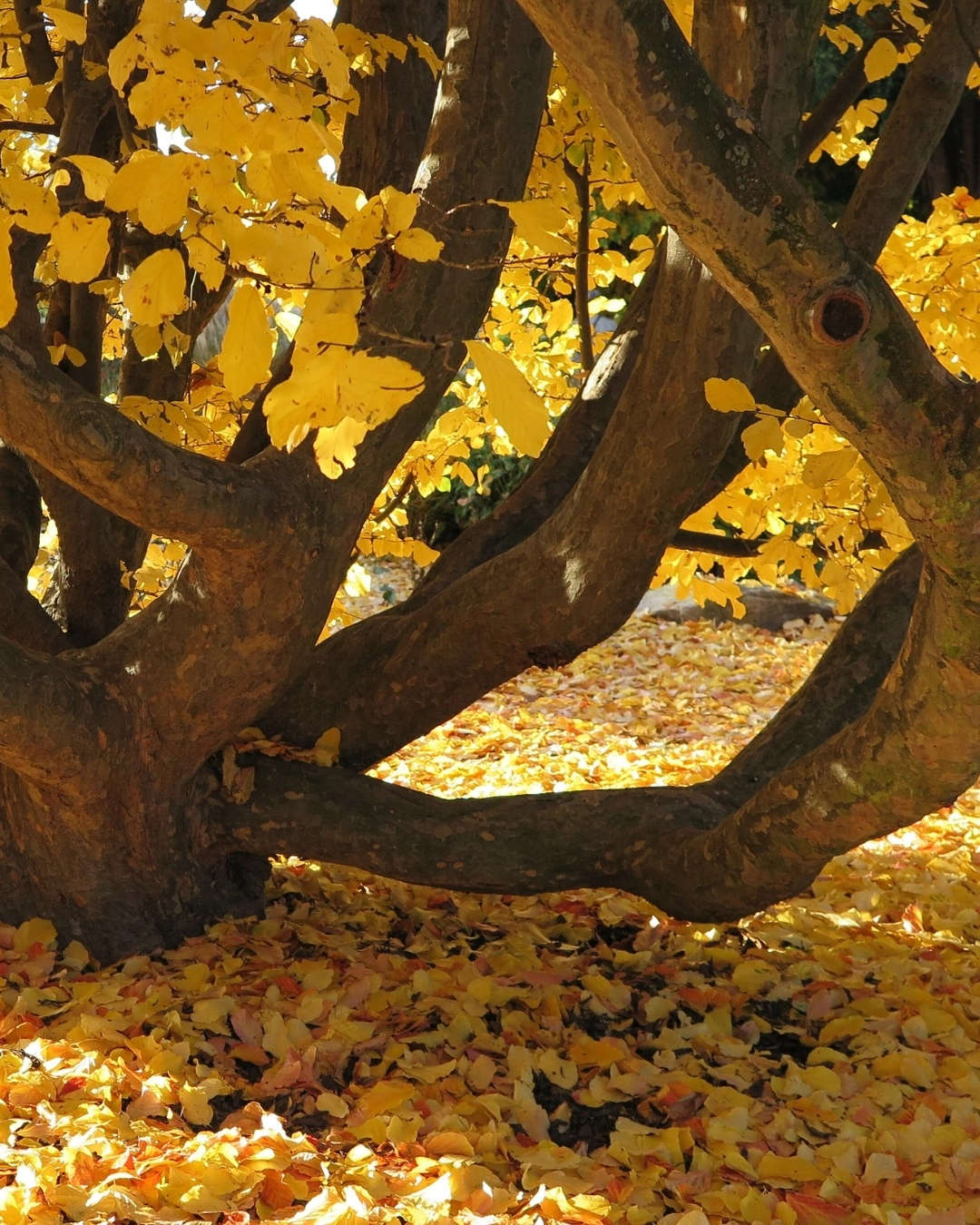 Ein Baumstamm mit gelben Blättern im Herbst, umgeben von herabgefallenem Laub.