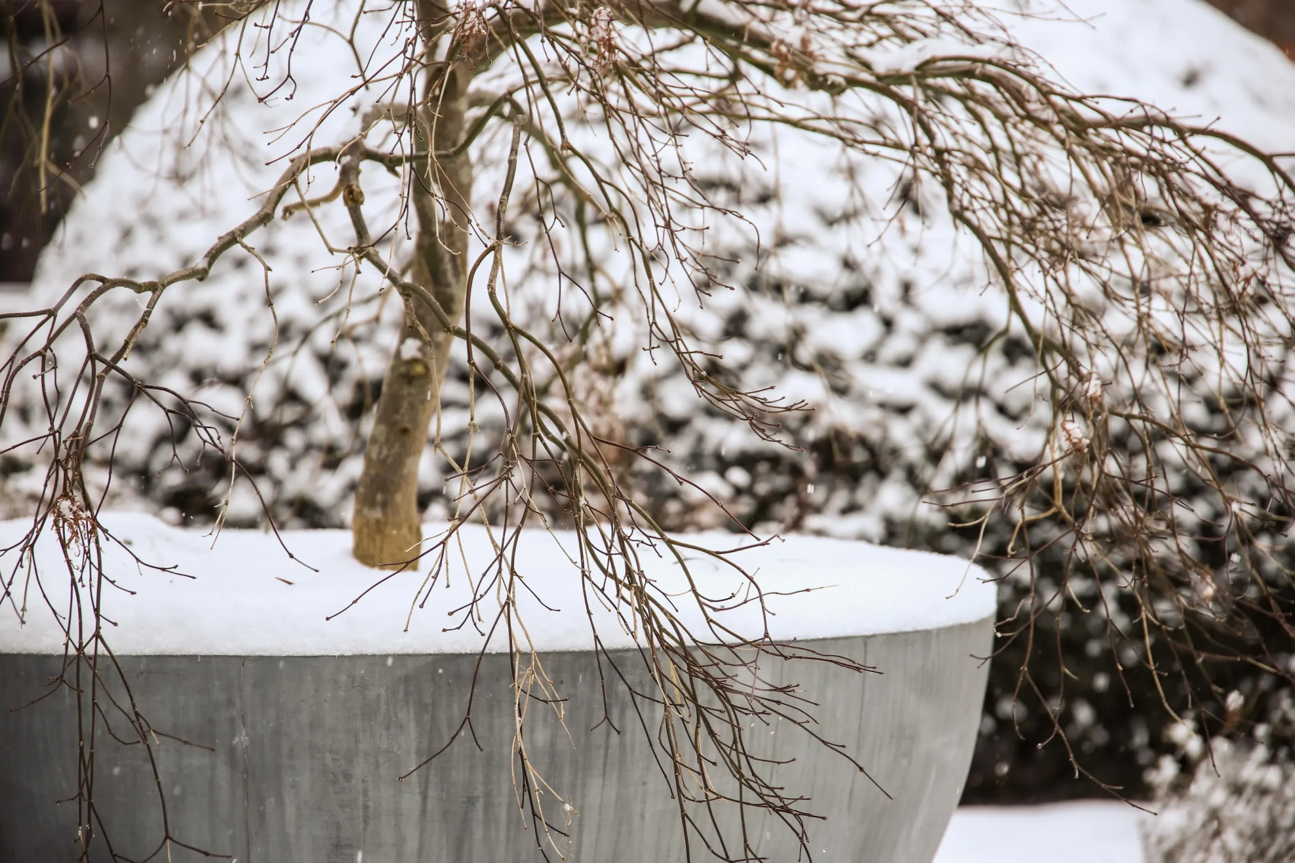Ein Pflanzgefäß mit einer Pflanze, die im Winter mit Schnee bedeckt ist.