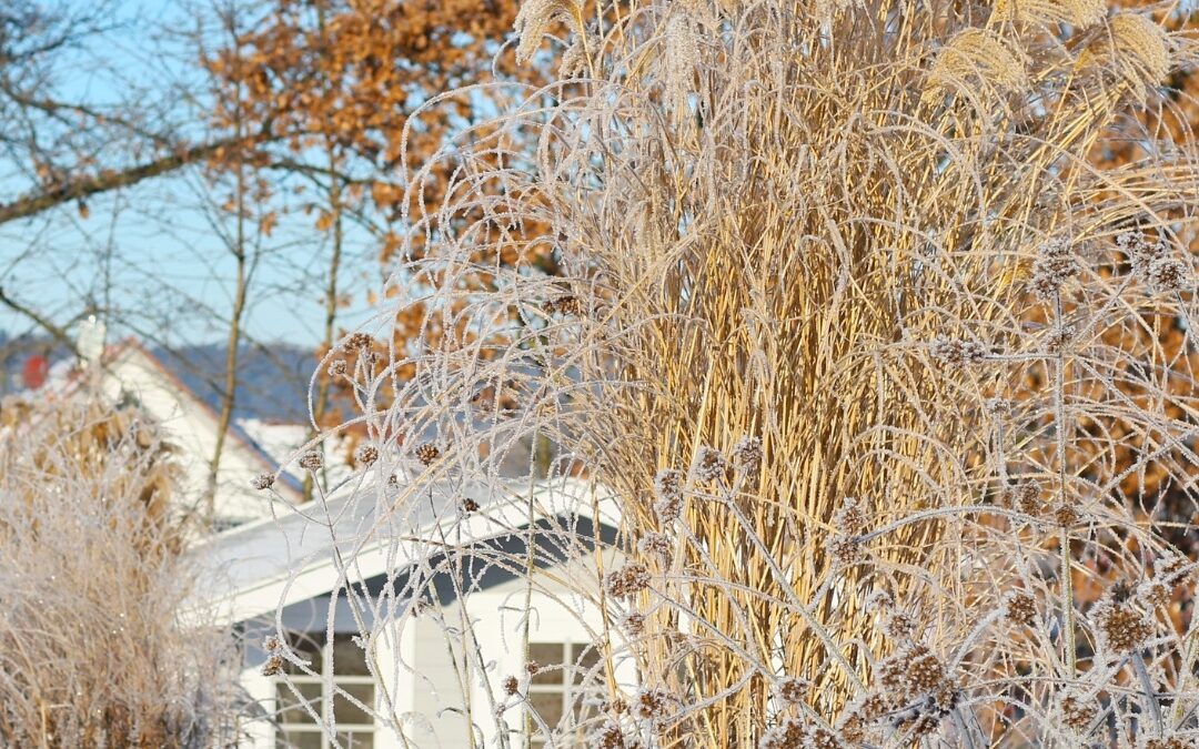 Gartenpflege im Spätwinter