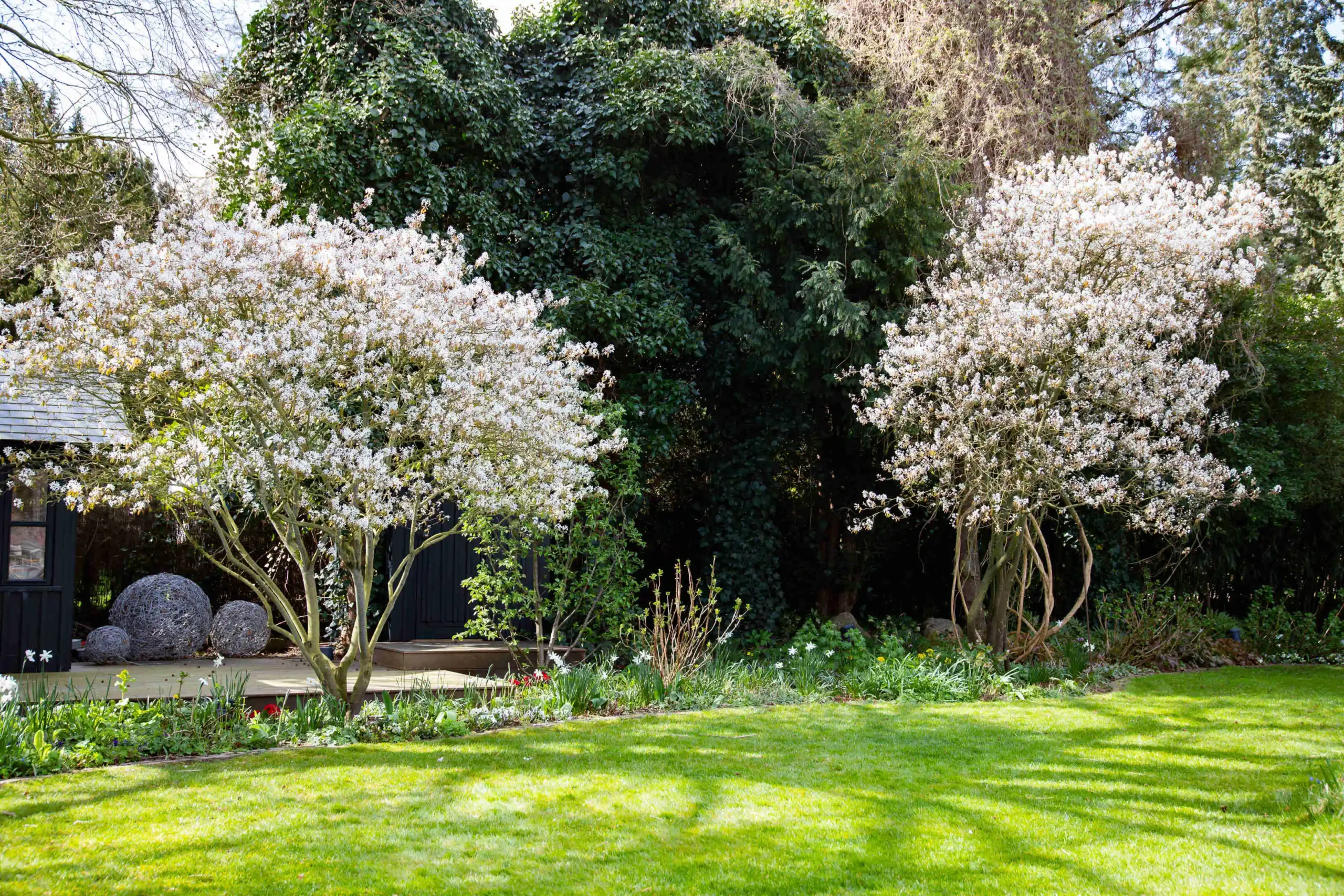 Fruehlingsgarten: Zwei Bäume mit weißen Blüten stehen über einem grünen Rasen, dahinter dunkles Buschwerk und Gartenelemente im Hintergrund.