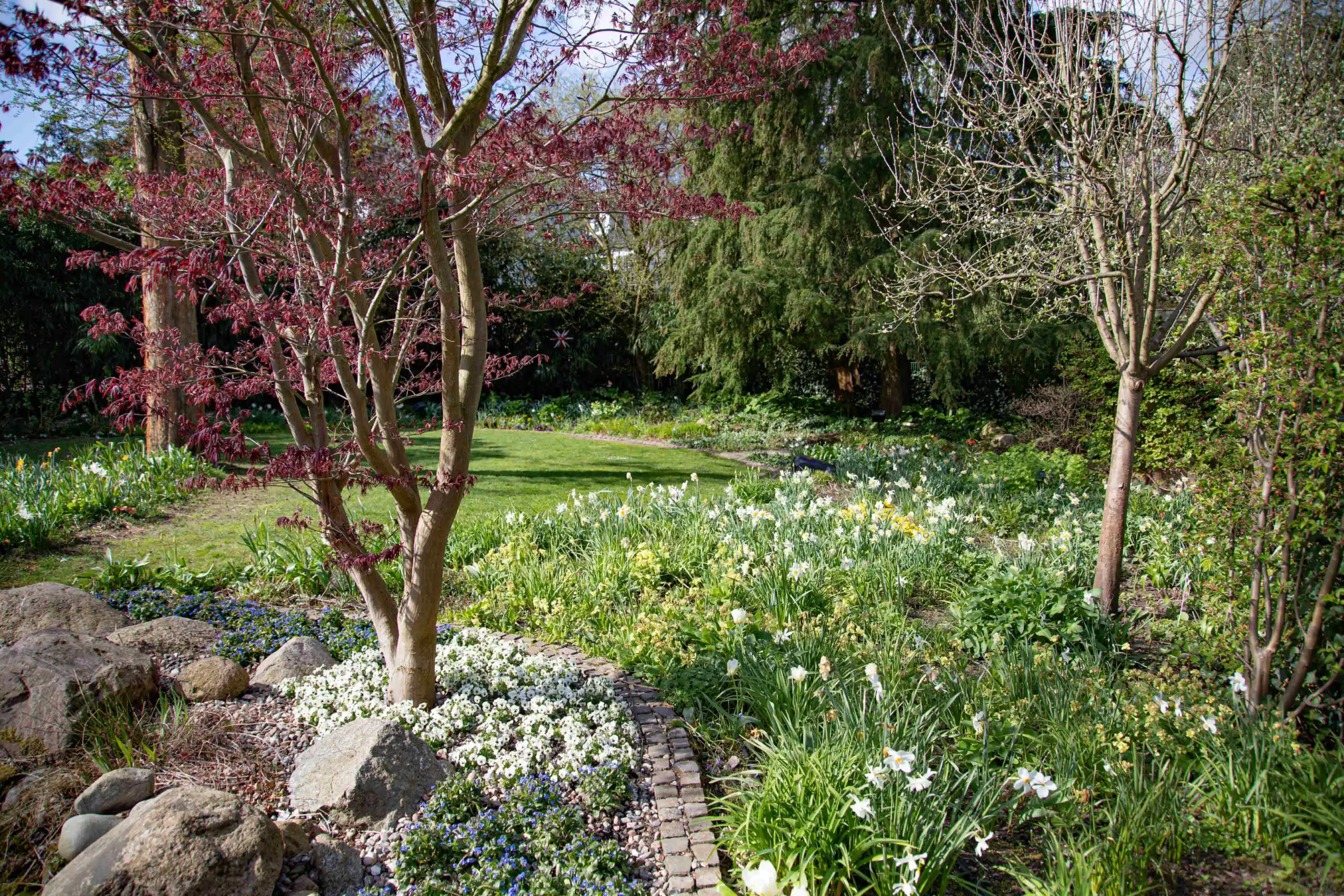 Frühlingsgarten mit grüner Rasenfläche, blühendem Narzissenn- und Blütenmeer, rosafarbene Baumblätter, rechteckiger gepflasterter Kiesweg, umlaufende Sträucher und Büsche.