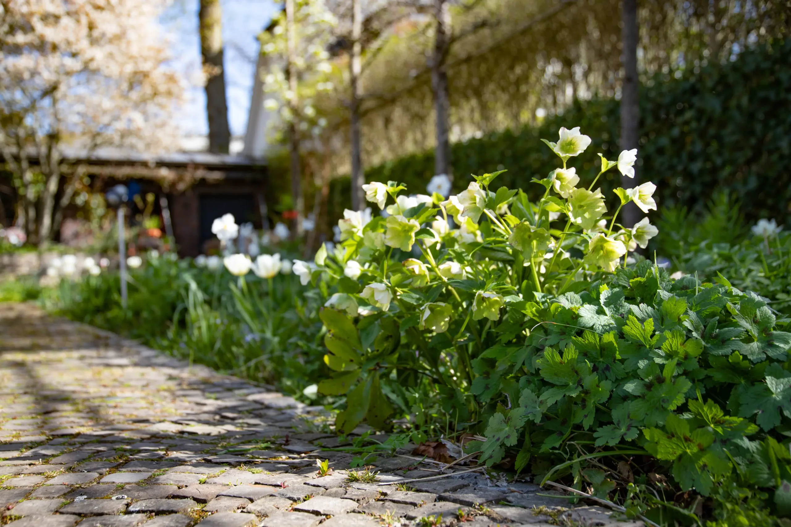 Gartenweg im Frühling mit weiß blühenden Blumen, üppigem Grün und sonnigen Lichtstreifen durch Bäume, hinter einem Beet aus niedrigem Blattwerk.