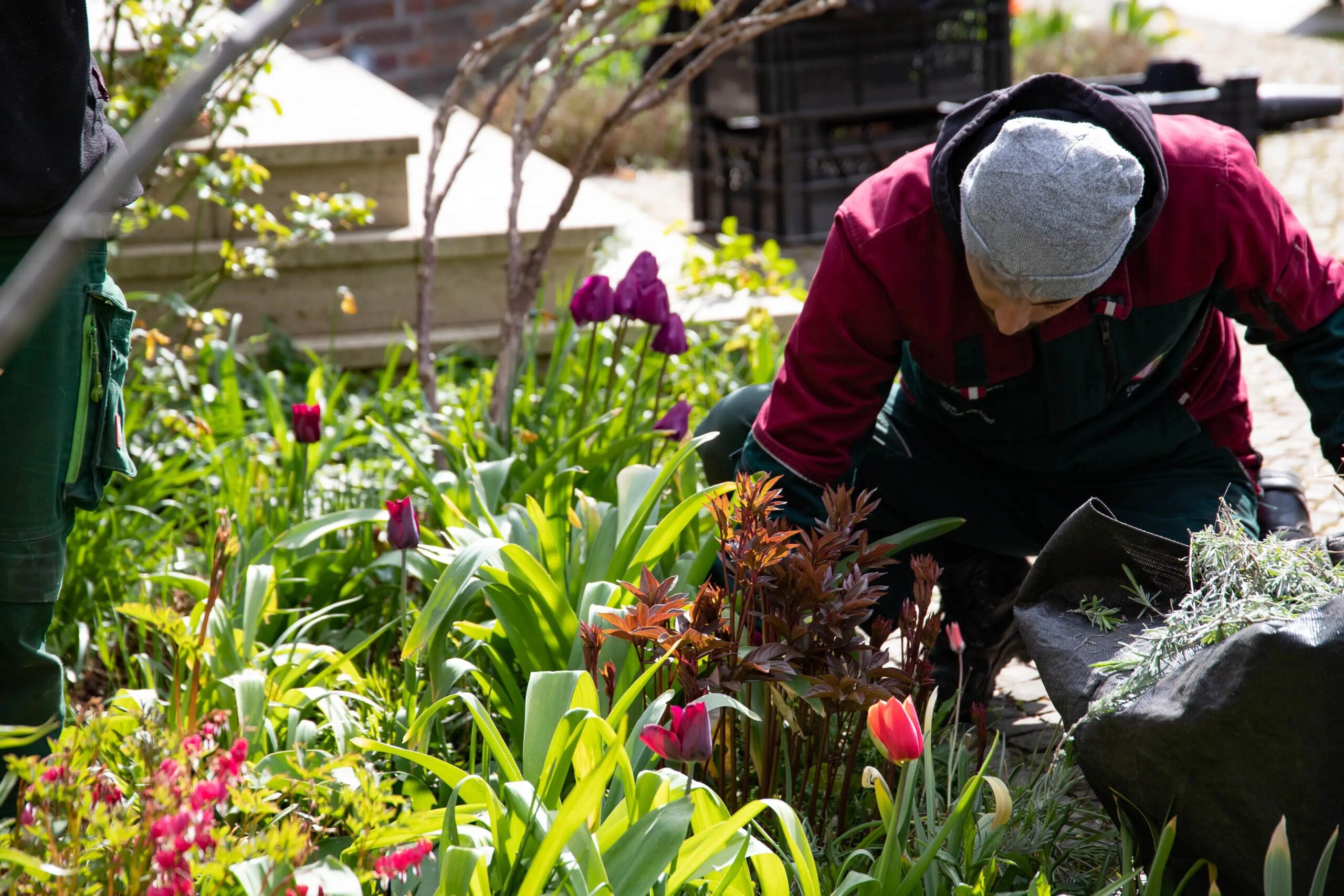 Frühjahrsbepflanzung im Garten: Gärtner beim Setzen von Tulpen und Gräsern Pflanzung im Frühlingsbeet im Garten mit grünen Blättern, pinken Blüten und sonnigem Hintergrund; Stauden, Tulpen und Ziergräser dominieren das Beet.
