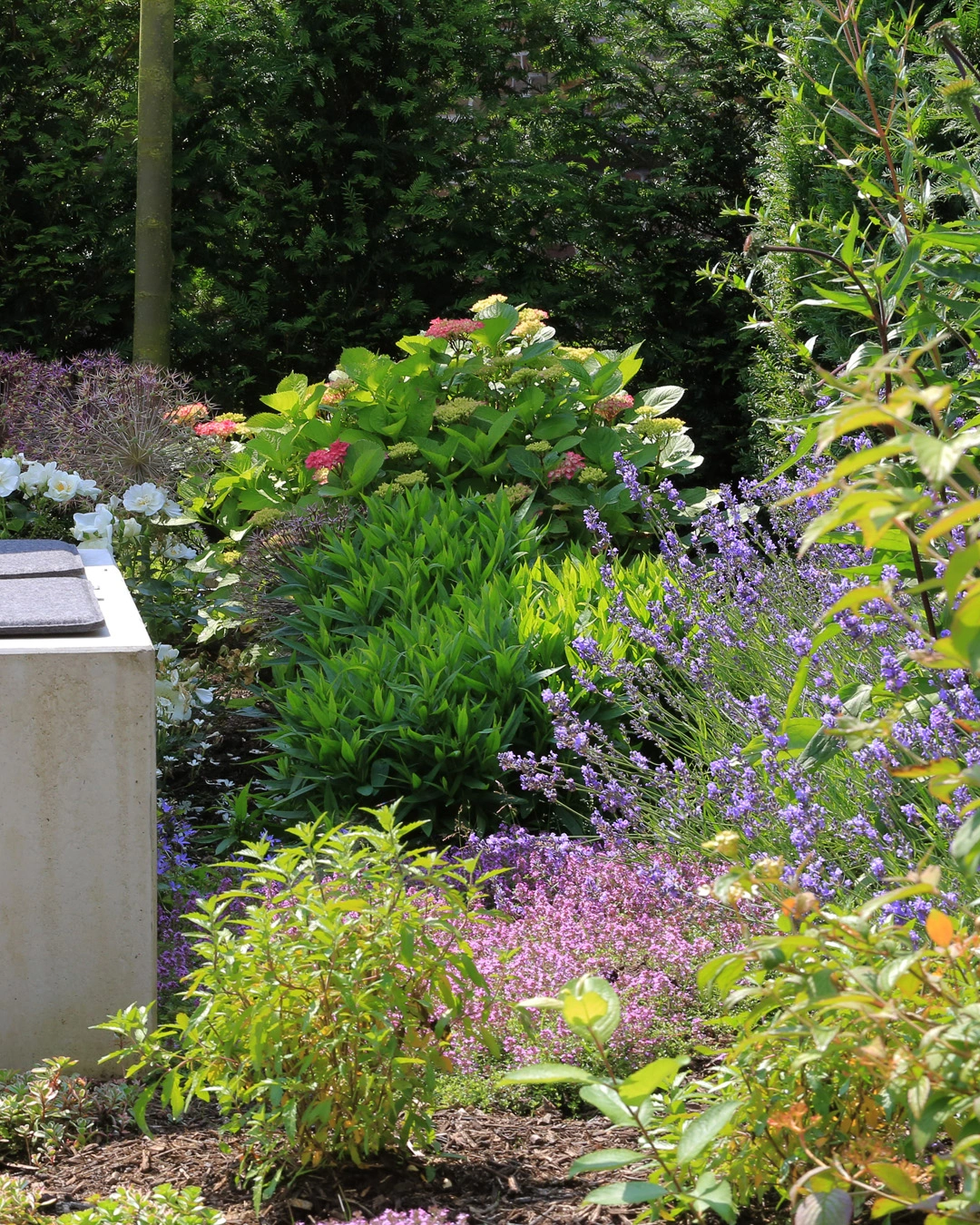 Üppiges Gartenbeet mit grünen Blättern, violettem Lavendel, rosa Hortensien und weißen Blüten, eingerahmt von dunklem Gebüsch – eine sonnige, farbenfrohe Bepflanzung.