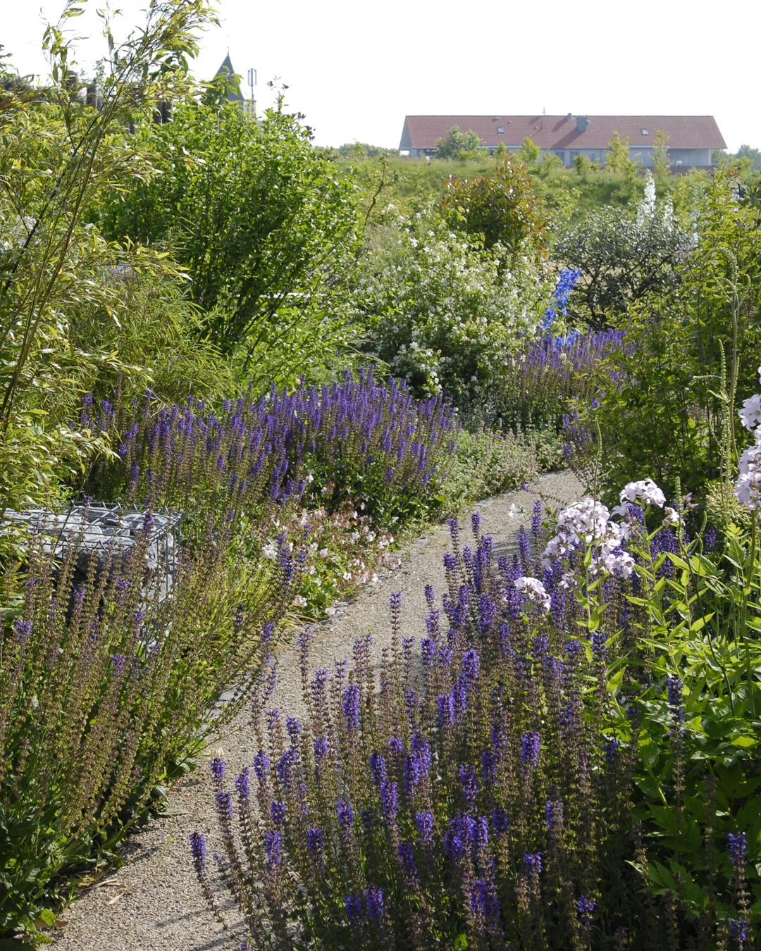 Blick in einen blühenden Gartenweg mit Lavendelstauden in violett, dichtem grünem Buschwerk und einem kiesigen Pfad; im Hintergrund Gebäude mit rotem Ziegeldach und klarer Sommerstimmung
