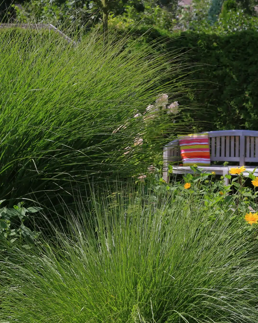 Hohe Ziergräser und blühende Pflanzen umrahmen eine Gartenbank mit farbigem Kissen in einem üppig grünen Garten.