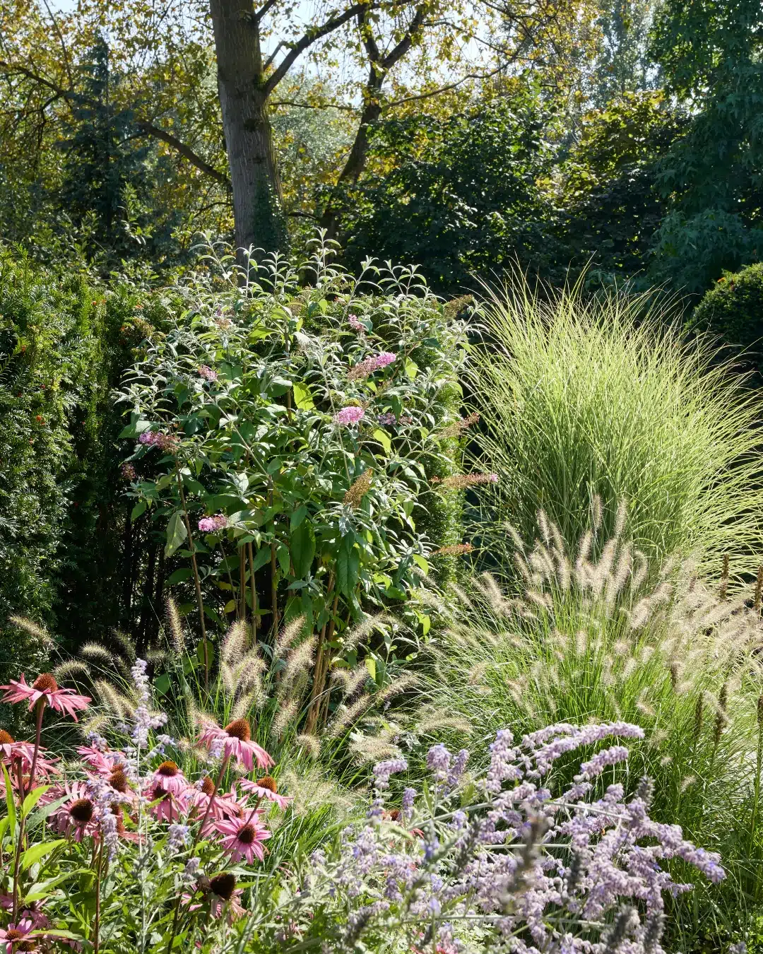 Üppiges Staudenbeet mit rosa und violetten Blüten und Gräsern vor einer Hecke und Bäumen in einem sonnigen Garten