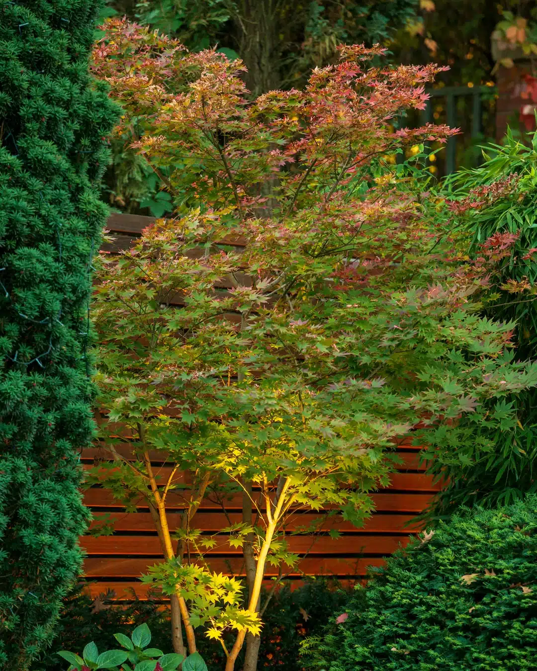 Japanischer Ahorn mit rotgrünen Blättern steht beleuchtet vor einer warmen Holzverkleidung in einem üppigen Garten.