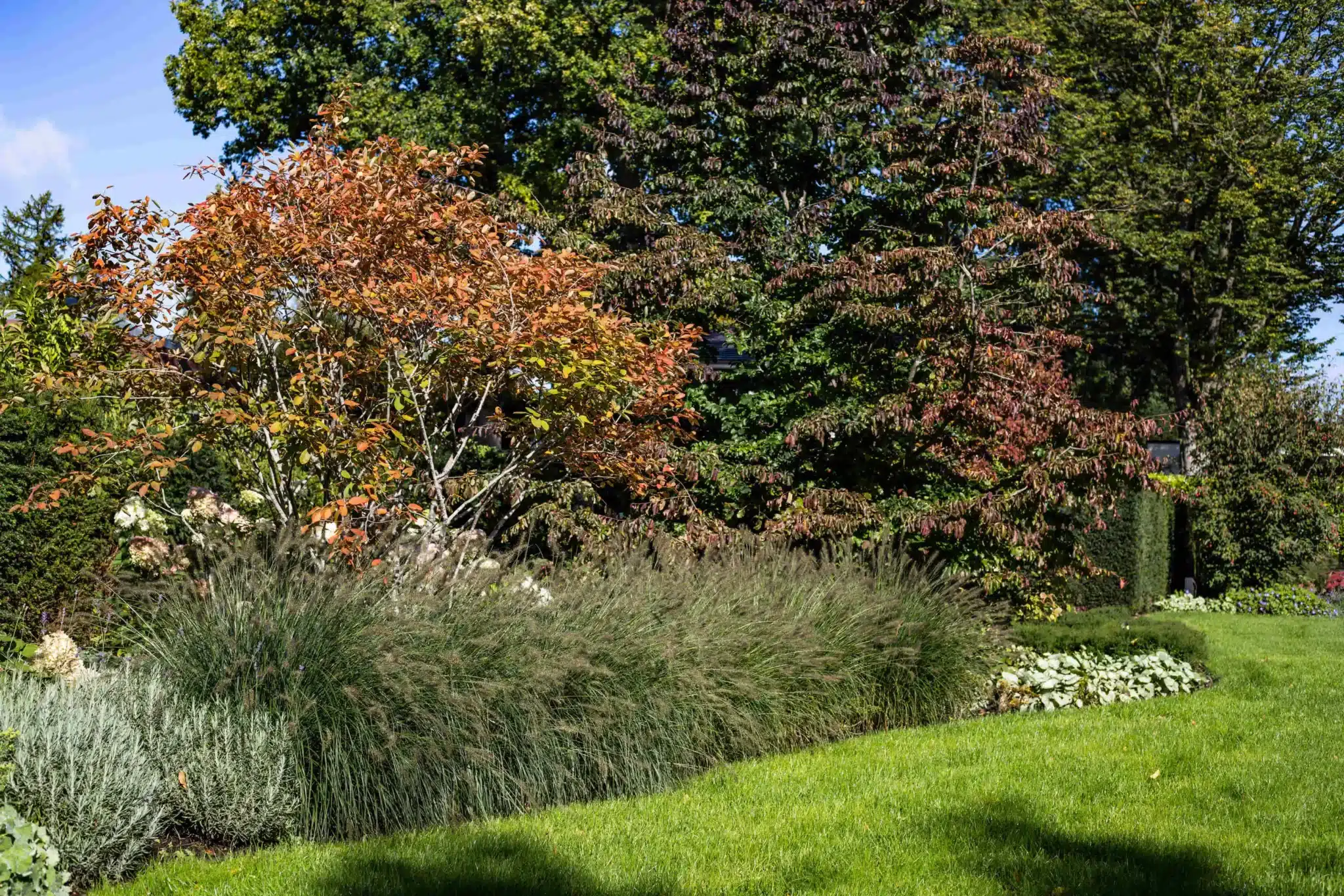 Leuchtend orange-rote Herbstblätter an hohen Bäumen hinter einem Staudenbeet und Ziergräsern neben einer grünen Rasenfläche im Sonnenlicht.