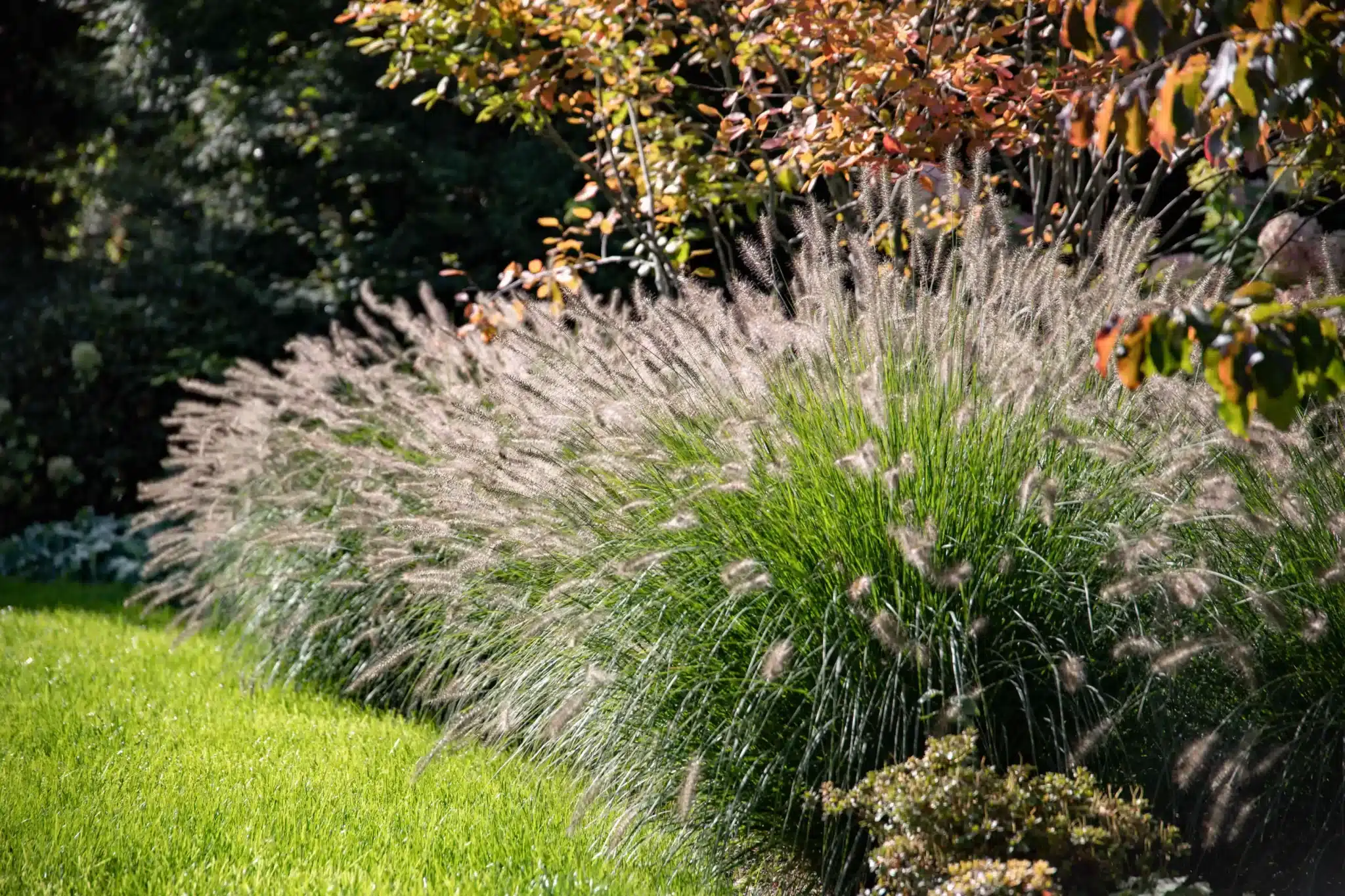 Leuchtend orange-rote Herbstblätter hängen an feinen Zweigen hinter hohen Ziergräsern und setzen warme Farbakzente im Garten.