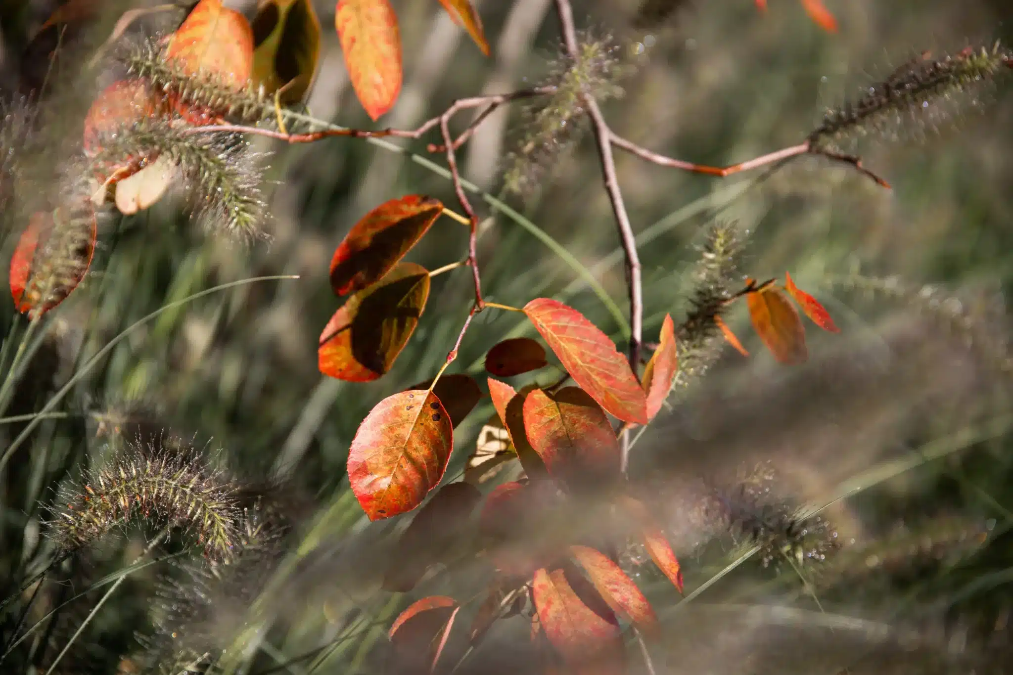 Leuchtend orange-rote Herbstblätter hängen an feinen Zweigen zwischen hohen Ziergräsern und setzen warme Farbakzente im Garten.