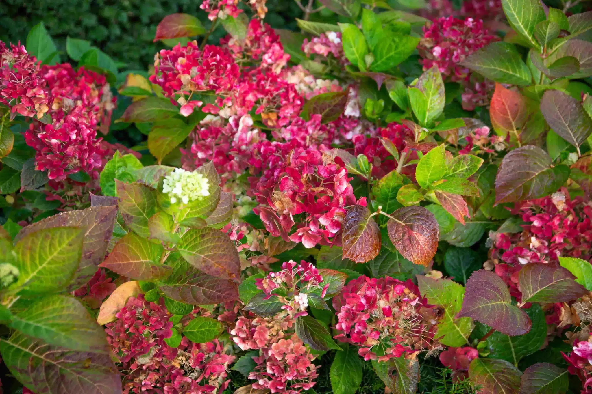 Zahlreiche pink-rote Blütenstände der Gartenhortensie stehen zwischen grünen, rötlich und braun gefärbten Blättern.